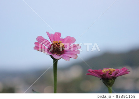 空と花 空と花 83391158