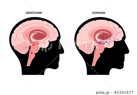Serotonin and dopamine pathway 83391677