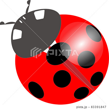 鮮やかな赤色のナナホシテントウのイラスト 83391847