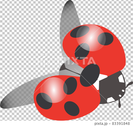 羽を広げた赤色のナナホシテントウのイラスト 83391848