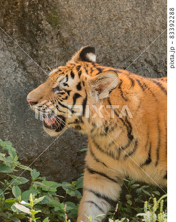 Adorable Amur Tiger Cub Looking Eye Stock Photo 775933450