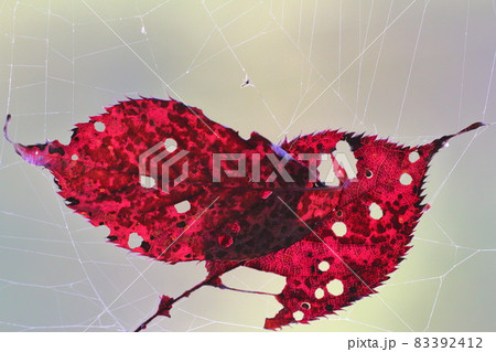 紅葉の虫食いアート　蜘蛛の糸に吊られて　駒ヶ根高原 83392412