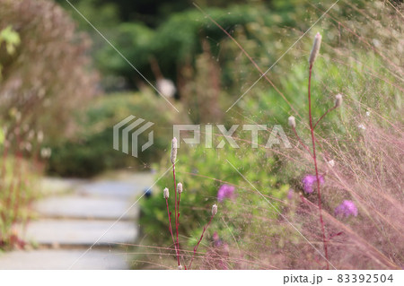 秋の草花 83392504