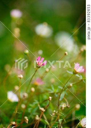 晩秋のエリゲロン(源平小菊) 晩秋のエリゲロン(源平小菊) 83392653