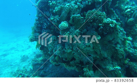 corals of the red sea. underwater world of egypt in clear water 83392658