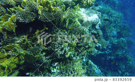 Coral reef. Red sea. View of the reef from above Coral reef. Red sea. View of the reef from above 83392659