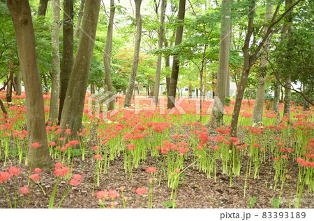 ヒガンバナ群生 83393189