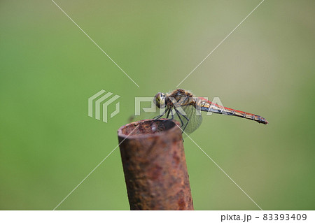 赤トンボのアキアカネ（秋茜）♀ 83393409