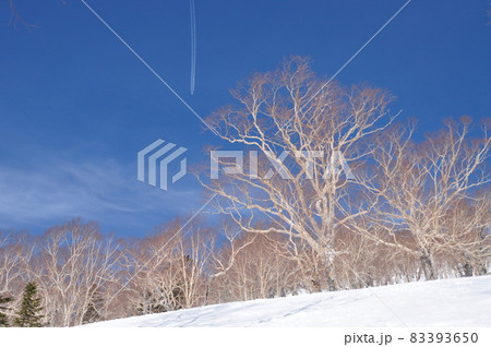 青空と雪山に映えるダケカンバ　三田原山バックカントリーツアーで出会える景色 83393650