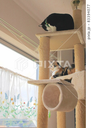 キャットタワーの上の猫たち 83394077