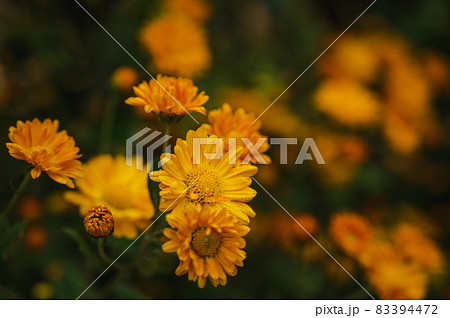 花壇に咲く黄色い小菊 83394472
