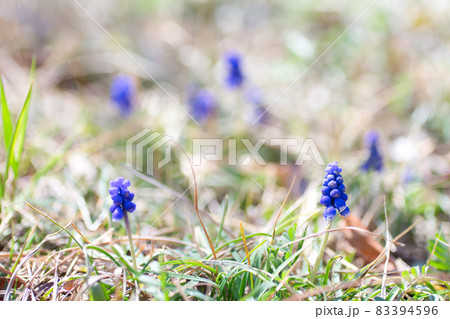 鮮やかな青紫色に咲くムスカリの花【春】 83394596