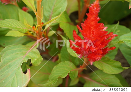 春の花壇 83395092