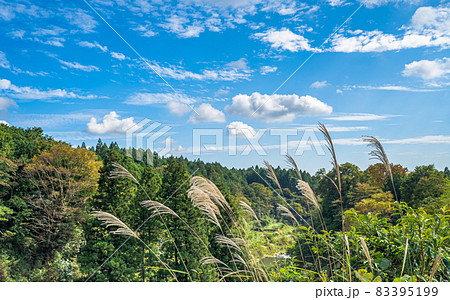 ススキが揺れる秋の風景 83395199