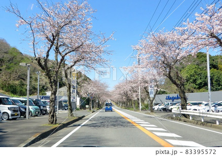 桜並木登り坂 83395572