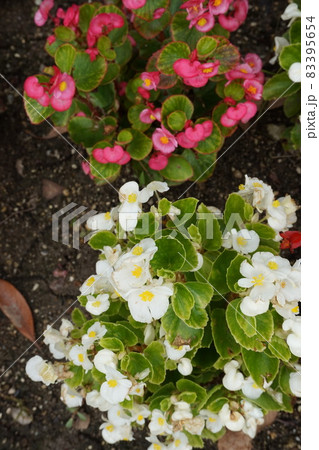 春の花壇 春の花壇 83395654