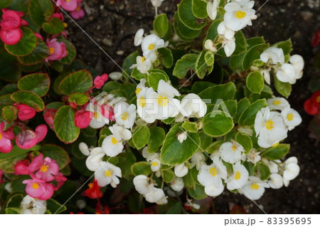 春の花壇 83395695