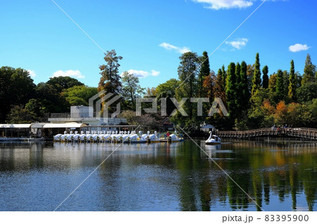 東京 井の頭恩賜公園 東京 井の頭恩賜公園 83395900