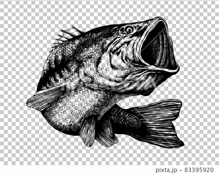 跳躍黑鱸的插圖 83395920
