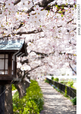 大堀川花の道公園 大堀川花の道公園 83396207