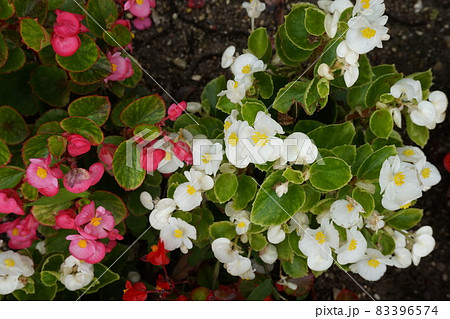 春の花壇 83396574