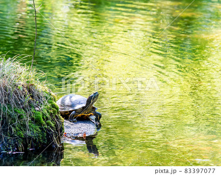 穏やかな池で甲羅干しするミドリガメの写真素材