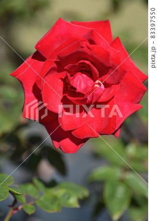 バラ（ロブ・ロイ） 83397550