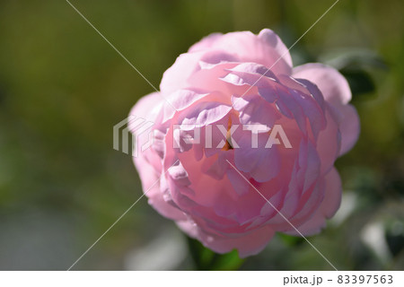 バラ（セプタード・アイル） 83397563