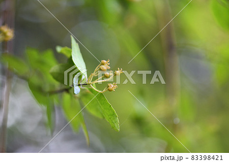 コガクウツギ（小額空木）の果実 83398421