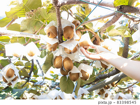 大きく育ったキウイフルーツ 83398545