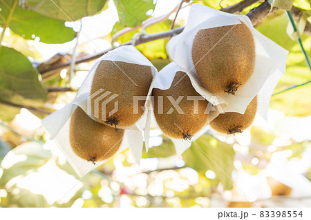 大きく育ったキウイフルーツ 大きく育ったキウイフルーツ 83398554