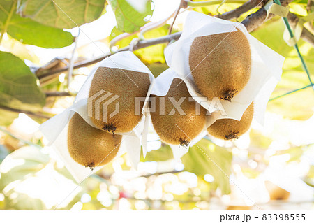 大きく育ったキウイフルーツ 大きく育ったキウイフルーツ 83398555