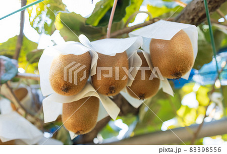 大きく育ったキウイフルーツ 83398556