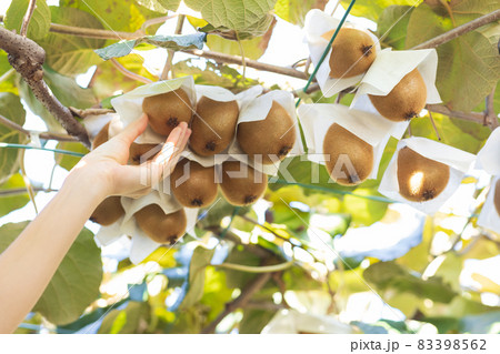 大きく育ったキウイフルーツ 大きく育ったキウイフルーツ 83398562