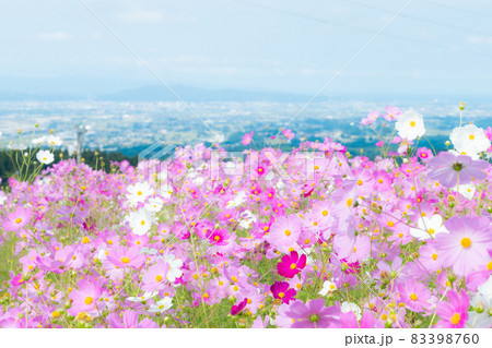 満開のコスモス畑と富山県砺波平野 83398760