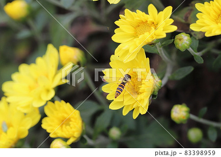 秋の公園に咲くポットマムの黄色い花の蜜を吸うヒメヒラタアブ 83398959