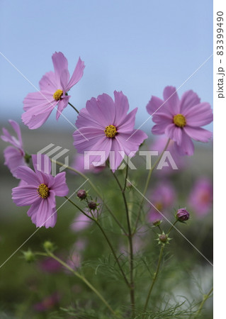 大牟田市　諏訪公園　コスモス、 83399490