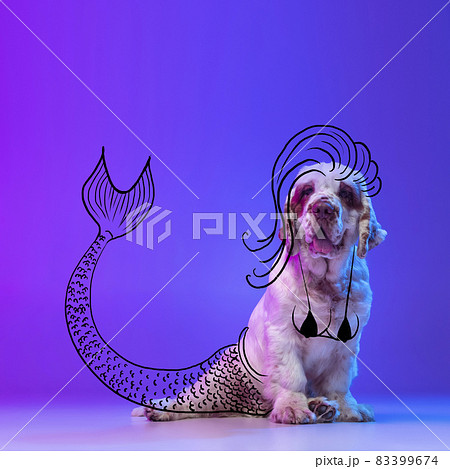 Contemporary artwork. One cute dog, Clumber sitting and looking at camera isolated on neon pink blue studio background with drawings. 83399674