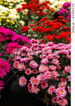 Bushes of autumn flowers of chrysanthemums 83400159