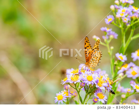 秋の景色　紫色のかわいいノコンギクとタテハチョウ 83400413