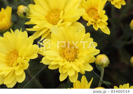 秋の公園に咲くポットマム（洋菊）の黄色い花の写真素材 [83400534