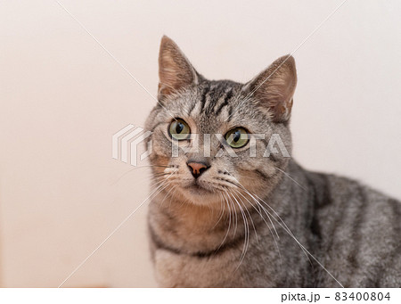見つめる猫 サバトラ猫 見つめる猫 サバトラ猫 83400804