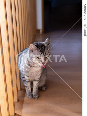 舌を出す猫 サバトラ猫 舌を出す猫 サバトラ猫 83400805