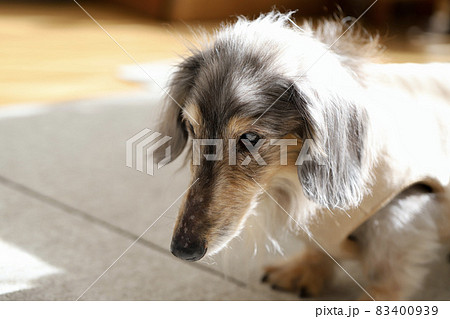 白内障のミニチュアダックス ブルータン 白内障のミニチュアダックス ブルータン 83400939