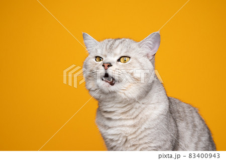 displeased cat meowing making funny face on yellow background 83400943