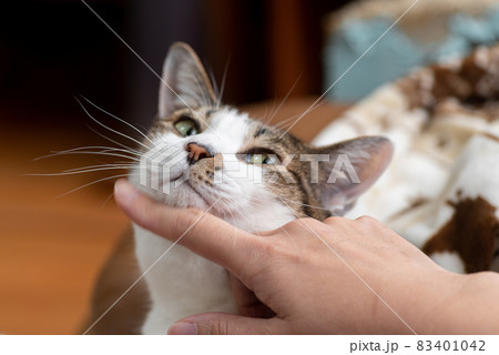 猫を撫でる　キジトラ猫 83401042