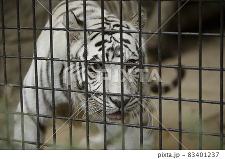 大牟田市 動物園 ホワイトタイガー、 大牟田市 動物園 ホワイトタイガー、 83401237