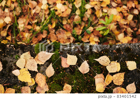 Fallen autumn foliage lies on the ground. Fallen autumn foliage lies on the ground. 83401542