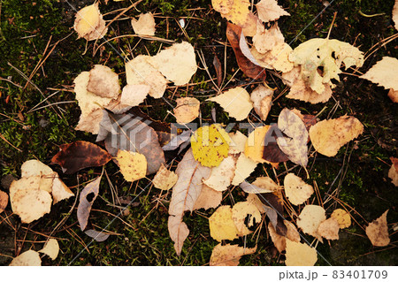 Fallen autumn foliage lies on the ground. 83401709