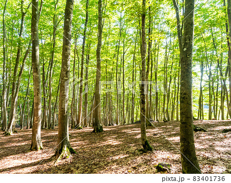 美しいブナ林の景色　新潟県の美人林 83401736